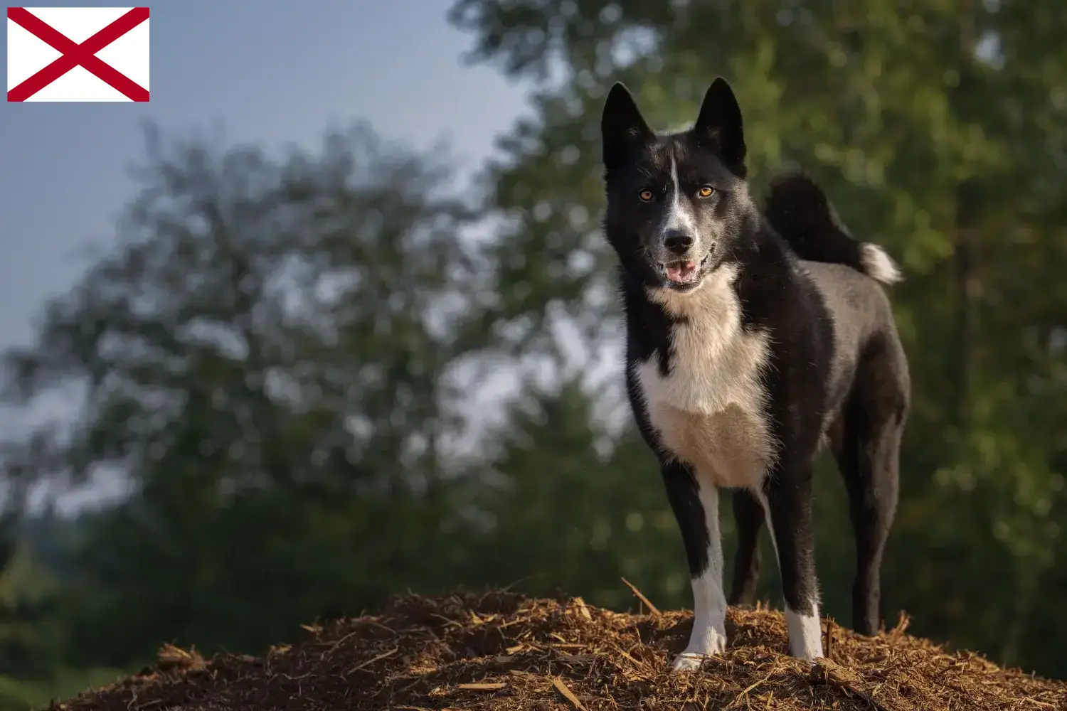 Karelian Bear Dog puppies and breeder Alabama Find Karelian Bear Dog breeders in Alabama.