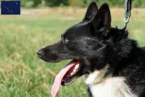 Read more about the article Karelian bear dog breeders and puppies in Alaska