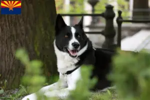 Read more about the article Karelian Bear Dog Breeder and Puppies in Arizona