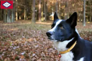 Read more about the article Karelian Bear Dog Breeder and Puppies in Arkansas