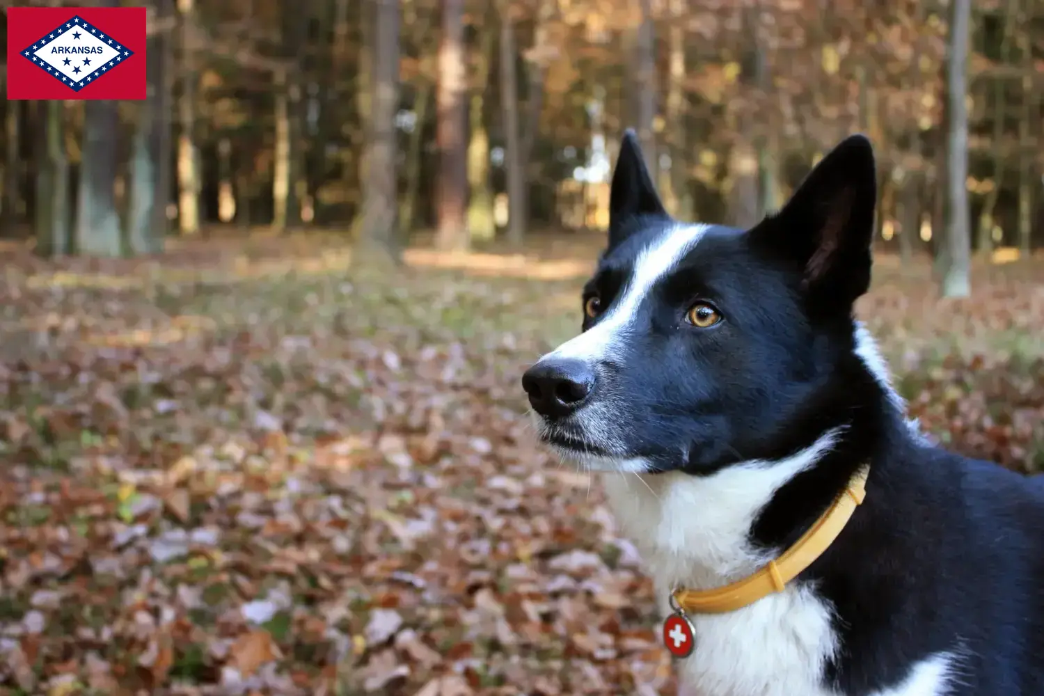 Karelian Bear Dog puppies and breeders Arkansas Find Karelian Bear Dog breeders in Arkansas.