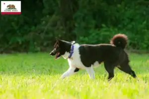 Read more about the article Karelian Bear Dog Breeder and Puppies in California