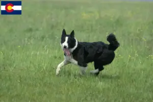 Read more about the article Karelian Bear Dog Breeder and Puppies in Colorado
