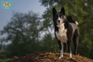 Read more about the article Karelian Bear Dog Breeder and Puppies in Delaware