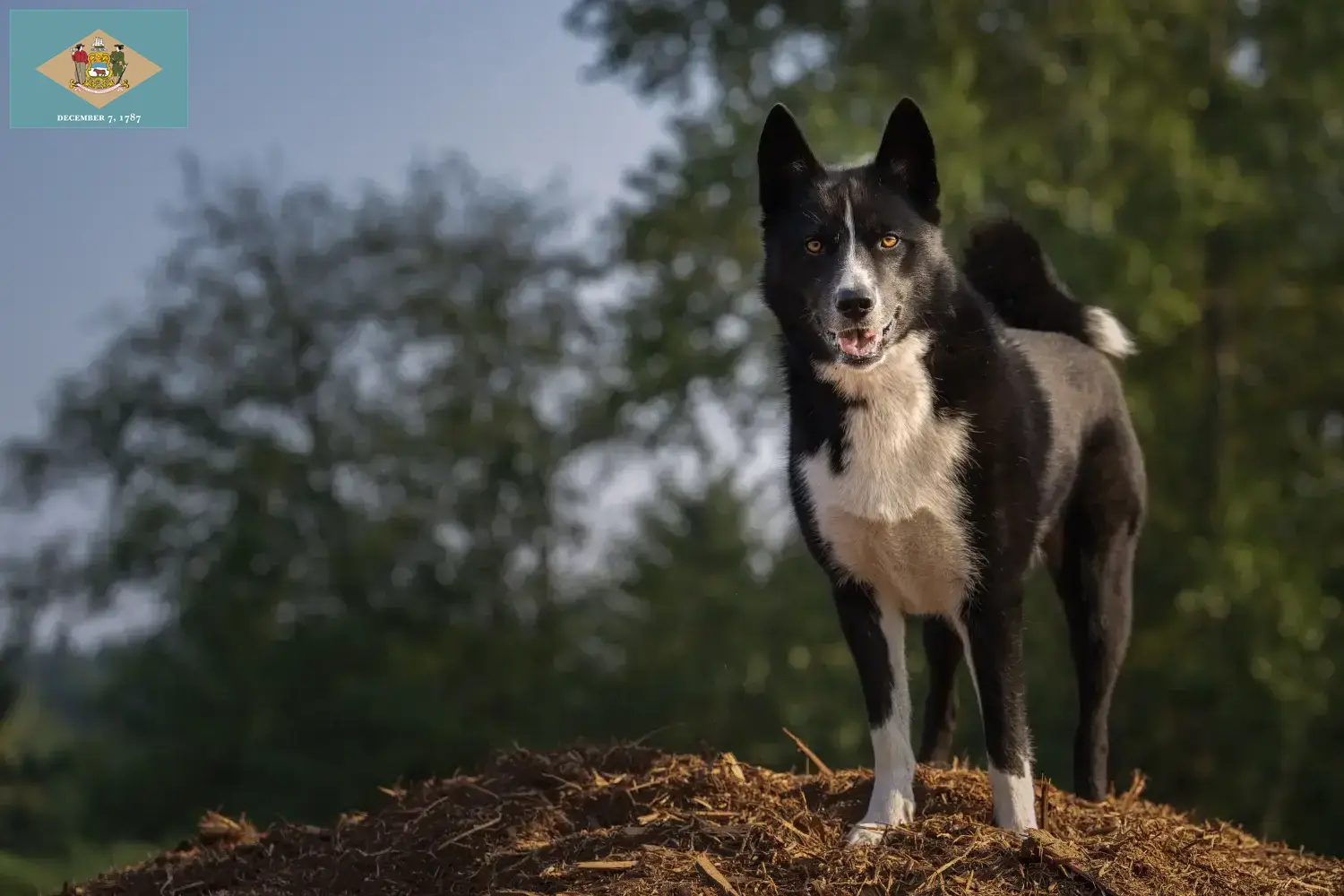 Karelian Bear Dog puppies and breeder Delaware Find Karelian Bear Dog breeders in Delaware.