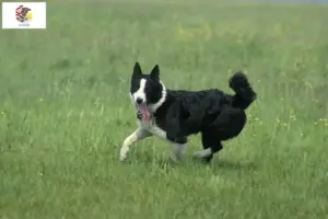 Read more about the article Karelian Bear Dog Breeder and Puppies in Illinois