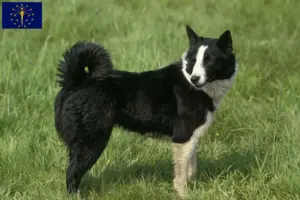 Read more about the article Karelian Bear Dog Breeder and Puppies in Indiana