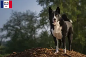 Read more about the article Karelian Bear Dog Breeders and Puppies in Iowa