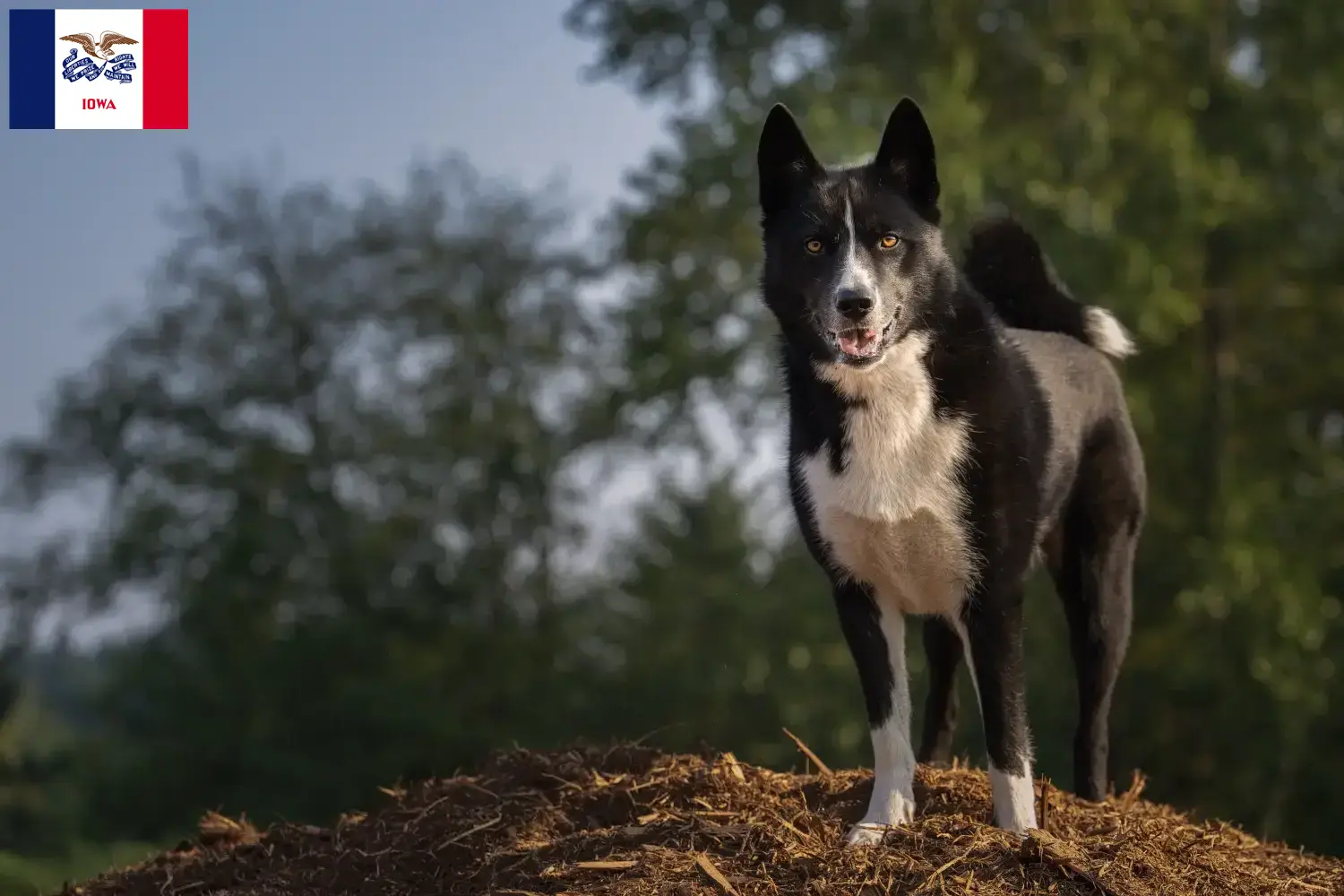 Karelian Bear Dog Puppies and Breeder Iowa Find Karelian Bear Dog breeders in Iowa.