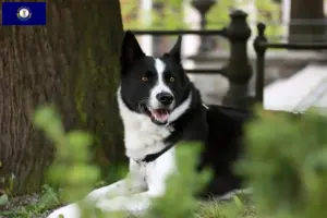 Read more about the article Karelian Bear Dog Breeder and Puppies in Kentucky