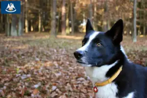 Read more about the article Karelian Bear Dog Breeder and Puppies in Louisiana