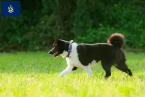 Read more about the article Karelian Bear Dog breeders and puppies in Maine