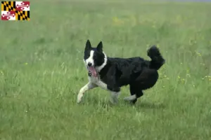 Read more about the article Karelian Bear Dog Breeder and Puppies in Maryland