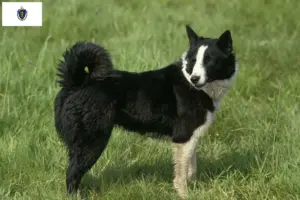 Read more about the article Karelian Bear Dog Breeders and Puppies in Massachusetts