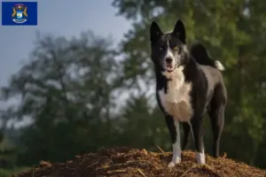 Read more about the article Karelian Bear Dog Breeder and Puppies in Michigan
