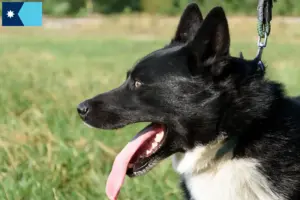 Read more about the article Karelian Bear Dog Breeders and Puppies in Minnesota