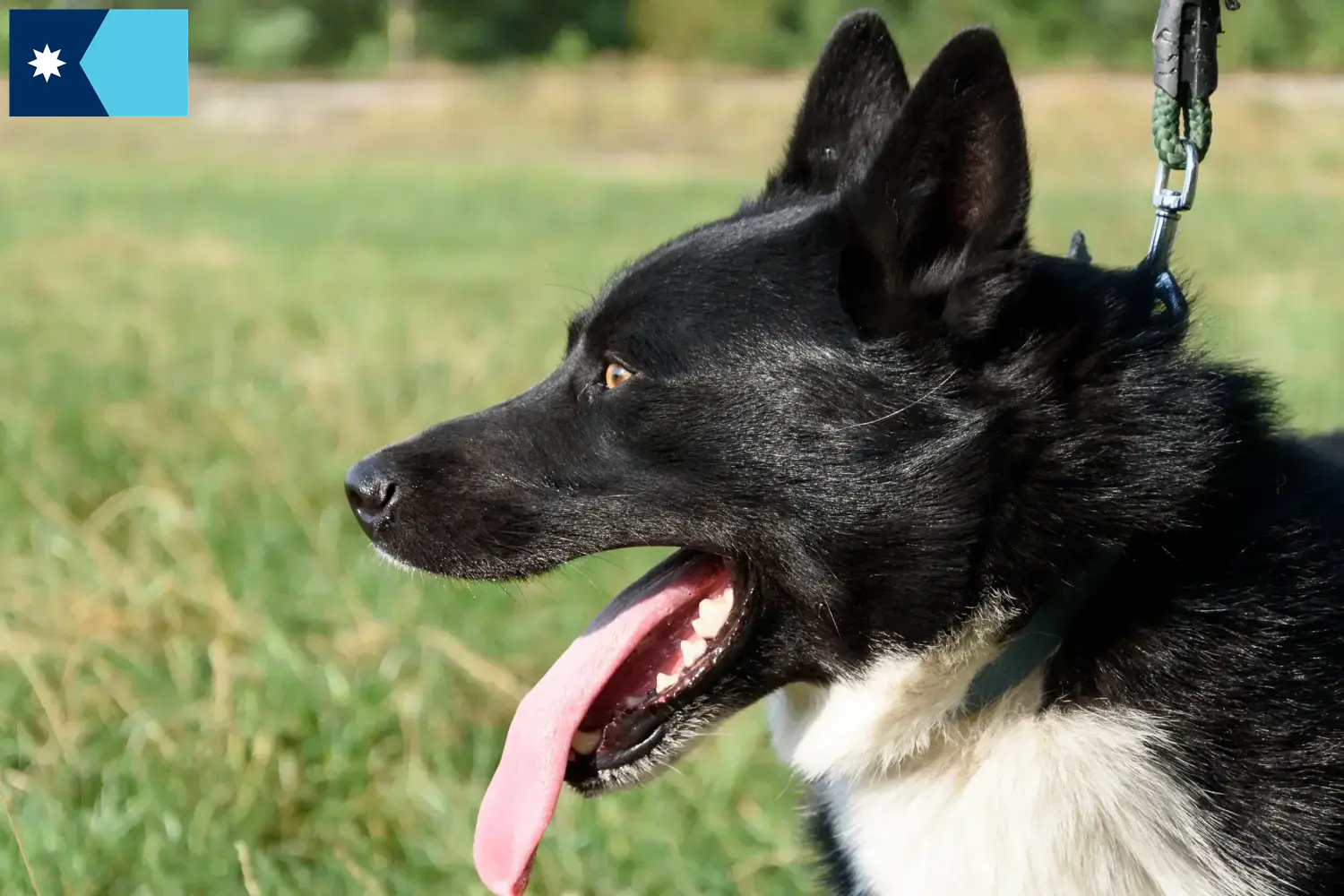 Karelian Bear Dog puppies and breeders Minnesota Find Karelian Bear Dog breeders in Minnesota.