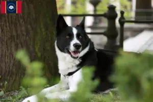 Read more about the article Karelian Bear Dog Breeder and Puppies in Mississippi