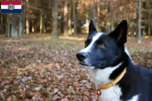 Read more about the article Karelian Bear Dog Breeder and Puppies in Missouri