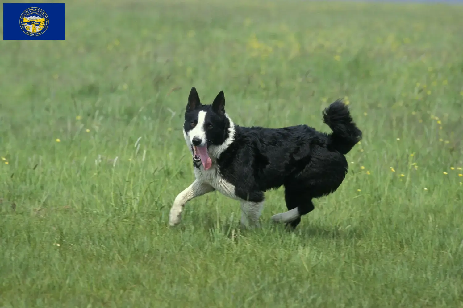 Karelian Bear Dog puppies and breeders Nebraska Find Karelian Bear Dog breeders in Nebraska.