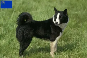 Read more about the article Karelian Bear Dog Breeder and Puppies in Nevada