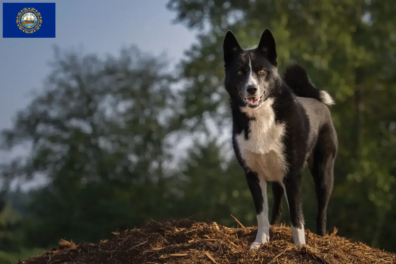 Karelian Bear Dog Puppies and Breeder New Hampshire Find Karelian Bear Dog breeders in New Hampshire.