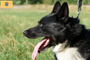 Read more about the article Karelian Bear Dog Breeder and Puppies in New Jersey