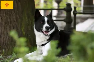 Read more about the article Karelian Bear Dog Breeder and Puppies in New Mexico