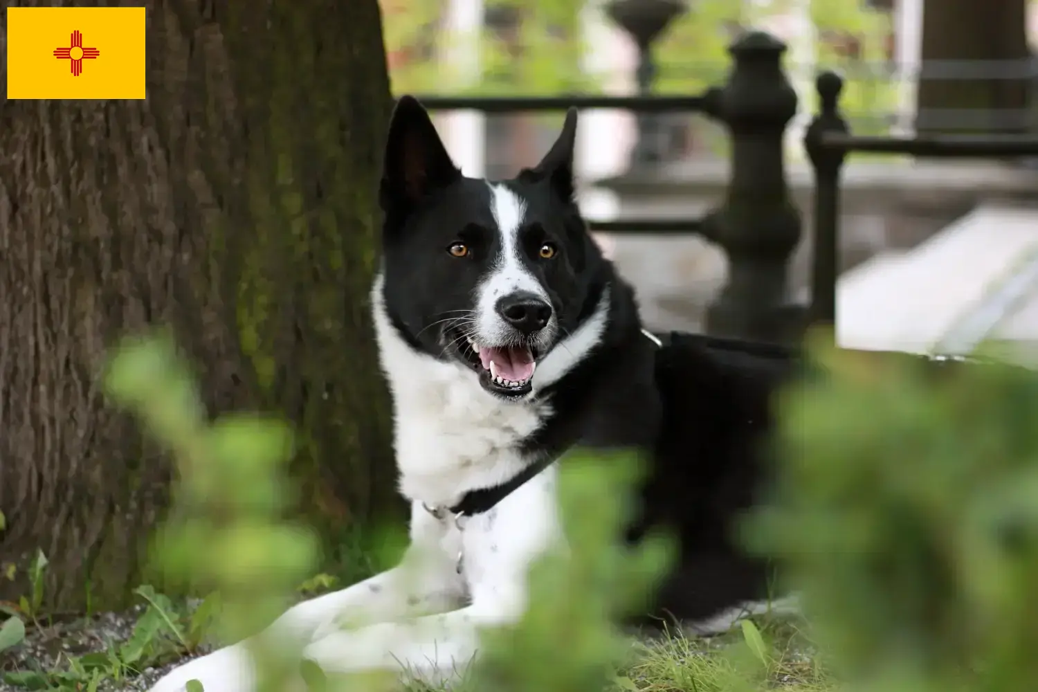 Karelian Bear Dog Puppies and Breeder New Mexico Find Karelian Bear Dog breeders in New Mexico.