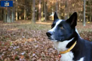Read more about the article Karelian Bear Dog Breeder and Puppies in New York