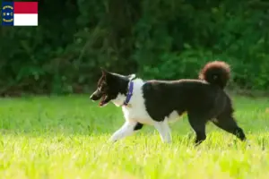 Read more about the article Karelian Bear Dog Breeder and Puppies in North Carolina