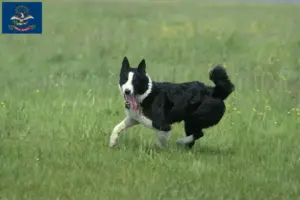 Read more about the article Karelian Bear Dog Breeders and Puppies in North Dakota