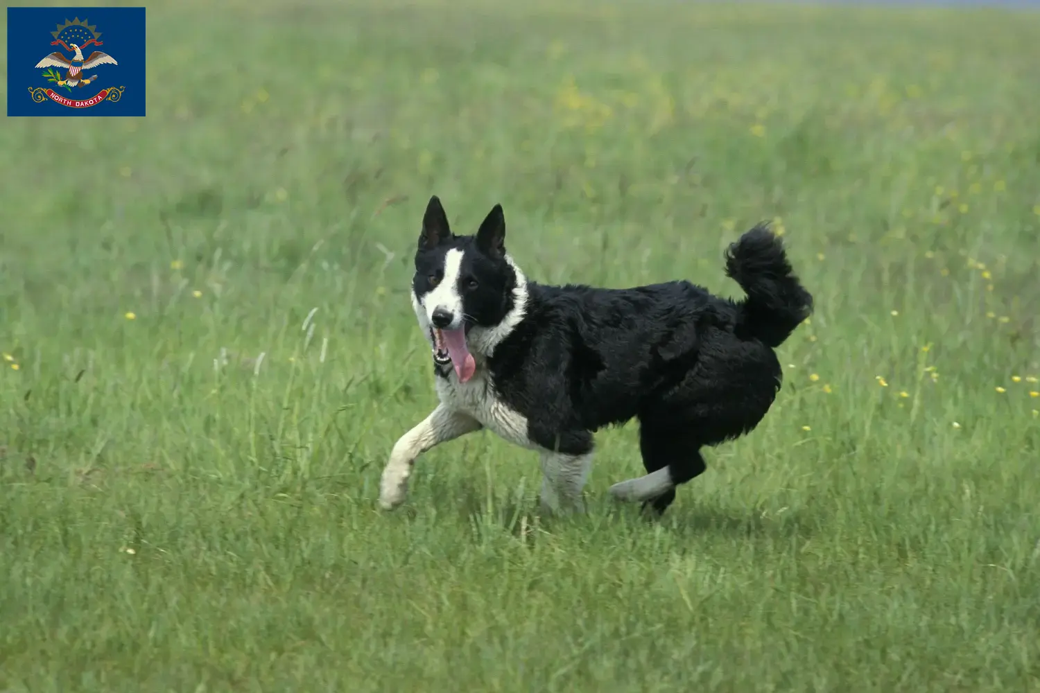 Karelian Bear Dog Puppies and Breeder North Dakota Find Karelian Bear Dog breeders in North Dakota.