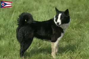 Read more about the article Karelian Bear Dog Breeder and Puppies in Ohio