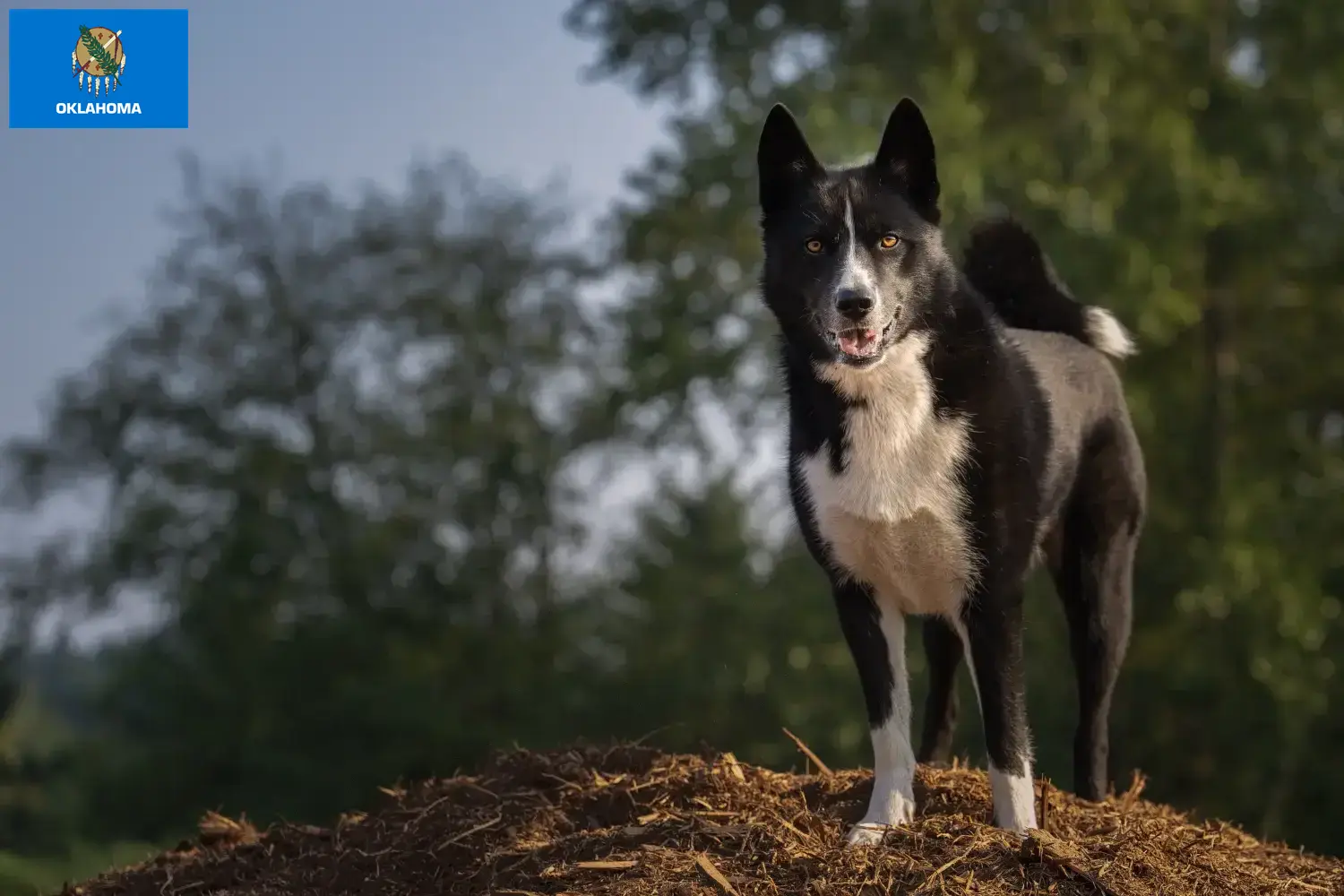 Karelian Bear Dog puppies and breeders Oklahoma Find Karelian Bear Dog breeders in Oklahoma.