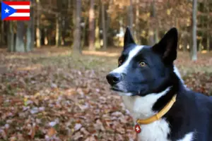 Read more about the article Karelian Bear Dog breeders and puppies in Puerto Rico