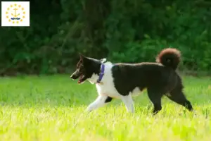 Read more about the article Karelian Bear Dog Breeders and Puppies in Rhode Island