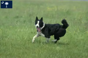 Read more about the article Karelian Bear Dog Breeder and Puppies in South Carolina