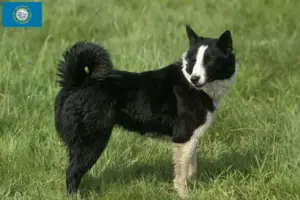 Read more about the article Karelian Bear Dog Breeders and Puppies in South Dakota