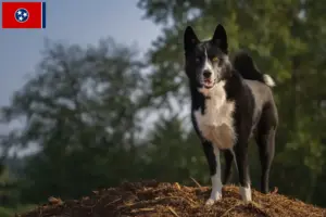 Read more about the article Karelian Bear Dog Breeder and Puppies in Tennessee