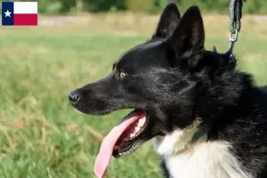 Read more about the article Karelian Bear Dog Breeder and Puppies in Texas