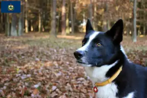 Read more about the article Karelian Bear Dog Breeder and Puppies in Vermont