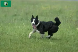 Read more about the article Karelian Bear Dog Breeder and Puppies in Washington