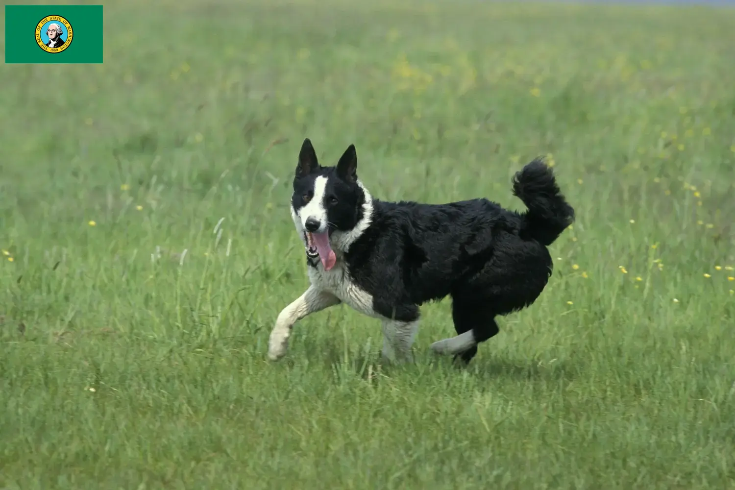 Karelian Bear Dog puppies and breeders Washington Find Karelian Bear Dog breeders in Washington here.