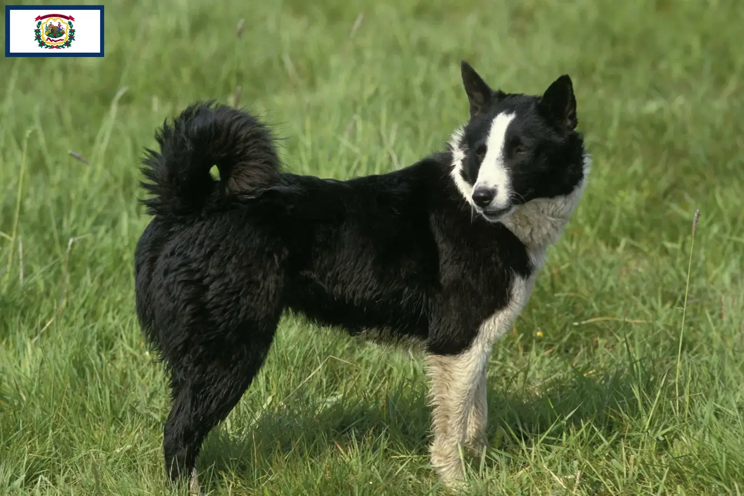 Karelian Bear Dog Puppies and Breeder West Virginia Find Karelian Bear Dog breeders in West Virginia.
