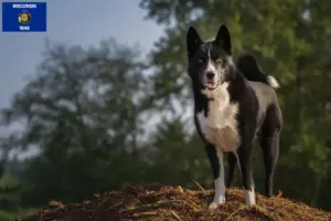 Read more about the article Karelian Bear Dog Breeder and Puppies in Wisconsin
