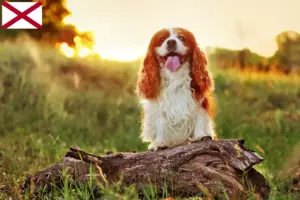 Read more about the article King Charles Spaniel breeders and puppies in Alabama