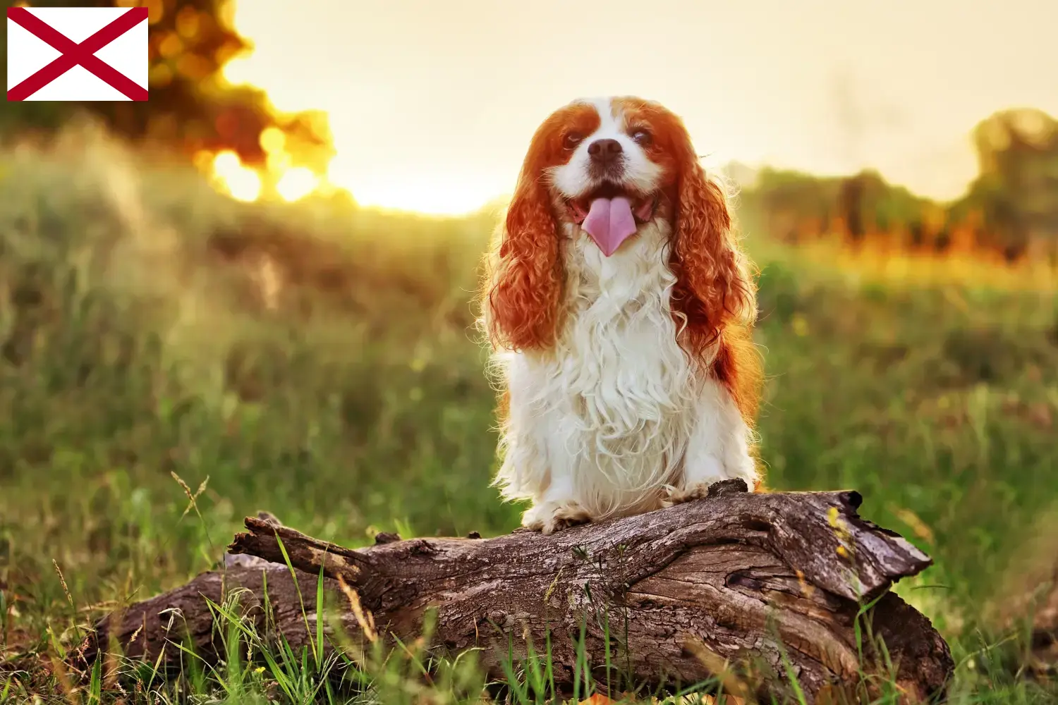 King Charles Spaniel puppies and breeders Alabama Find King Charles Spaniels breeders in Alabama.