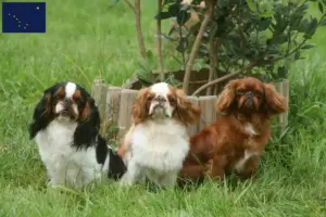 Read more about the article King Charles Spaniel breeders and puppies in Alaska