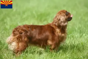 Read more about the article King Charles Spaniel breeders and puppies in Arizona